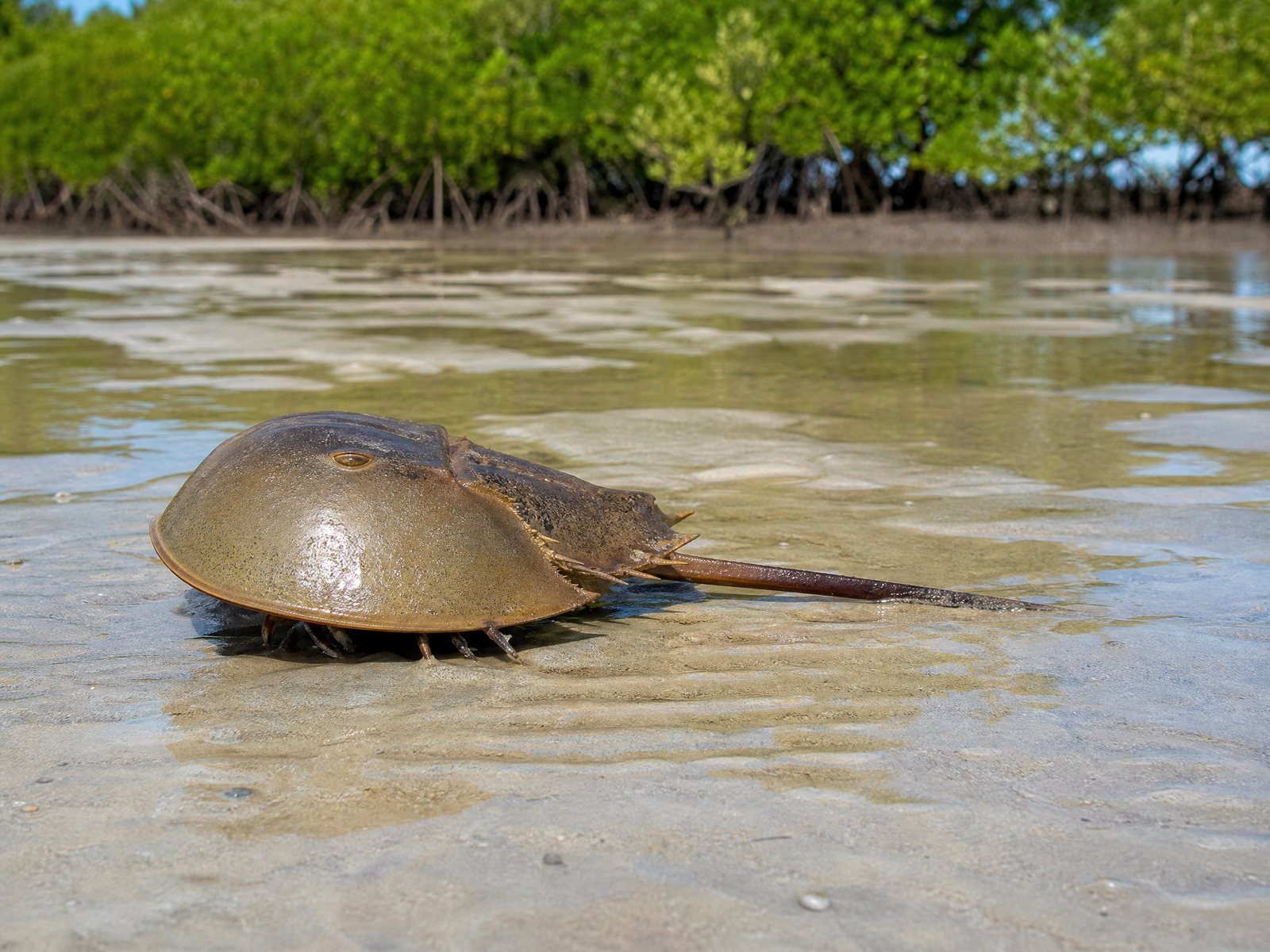 Horseshoe Crab