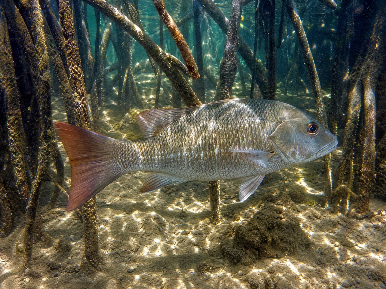 Mangrove Jack