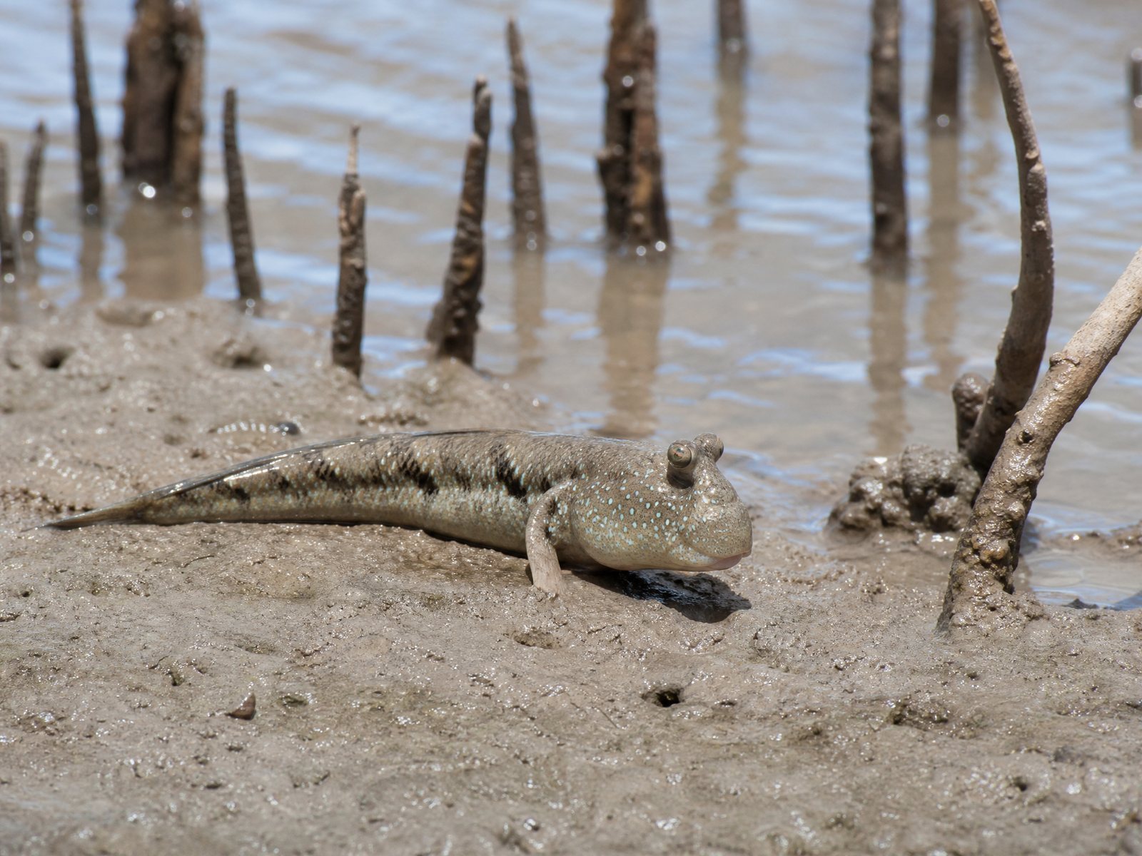 Mudskipper
